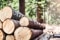  Holzstämme gestapelt im Wald (Bild: © Krasula / Shutterstock.com)
